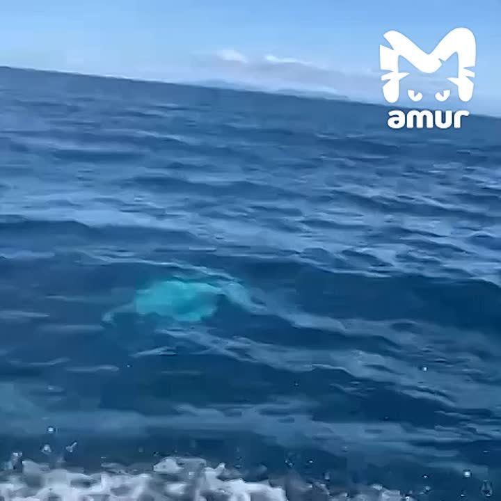   ( ,   )   ,   -  