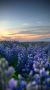  !.                (1743  1816),     (1862  1918),    ...