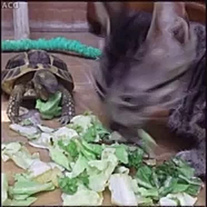 !.         ,            
