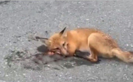 &quot;   &quot;:        