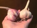 Советы по осенней посадке чеснока: когда и как добиться богатого урожая