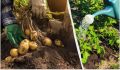 Как увеличить урожай картофеля: лучшие советы по подкормке в июле