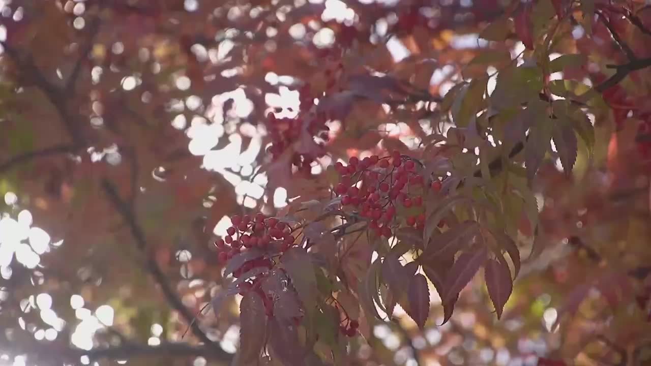 Яркие клёны, золотые берёзы и свежий ветер