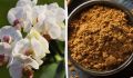 Как восстановить орхидею с помощью обычной корицы: советы экспертов