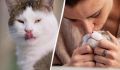 Почему ваши кошки лижут вас: секреты кошачьего поведения