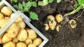 Как добиться рекордных урожаев картофеля: 7 простых правил