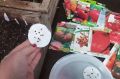 Секреты успешной посадки томатов: когда и как сеять рассаду