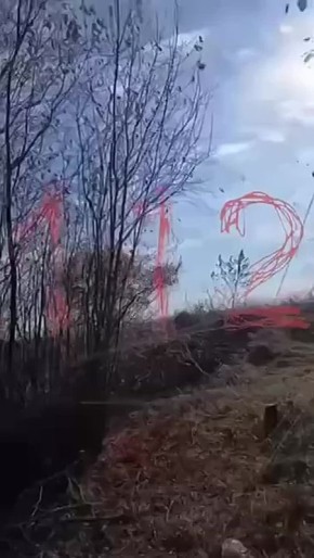 Иностранцы ловили воробьев на ужин в Амурской области