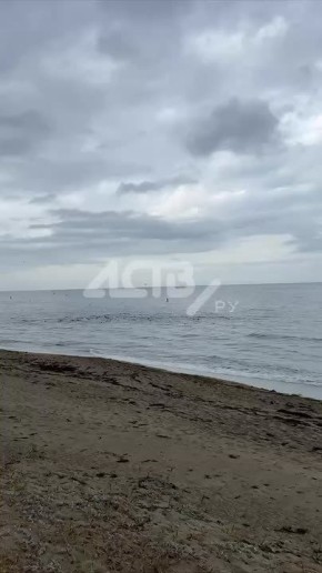 Огромное семейство тюленей заметили в Охотском