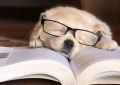 Поделитесь, сколько книг прочитали за последний год?