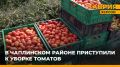 Первый этап уборки томатов в Чаплинском районе