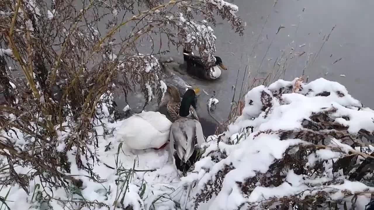Бошняковские утки открыли зимний купальный сезон