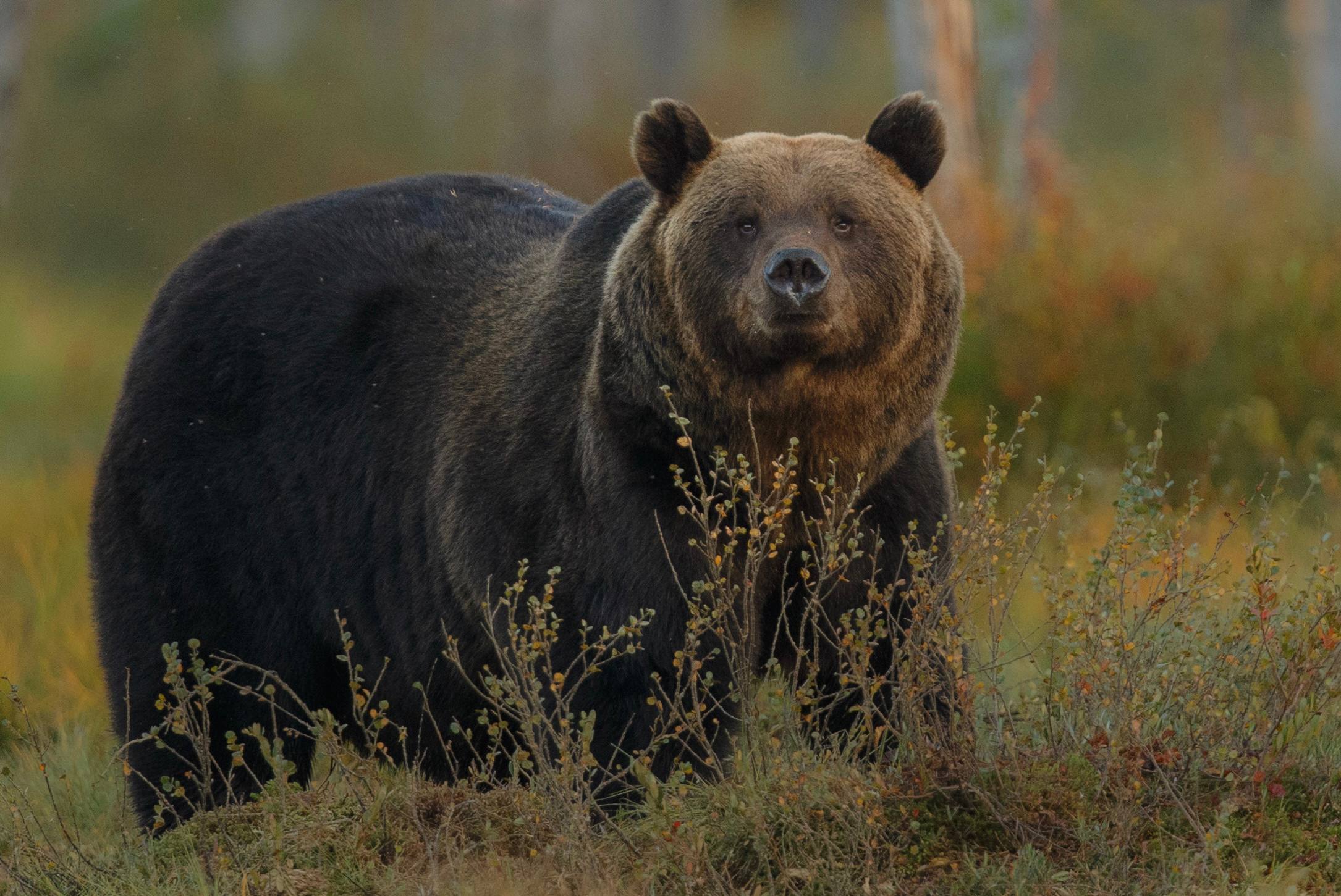 Неожиданная встреча: перепуганный медведь покусал мужчину на Итурупе