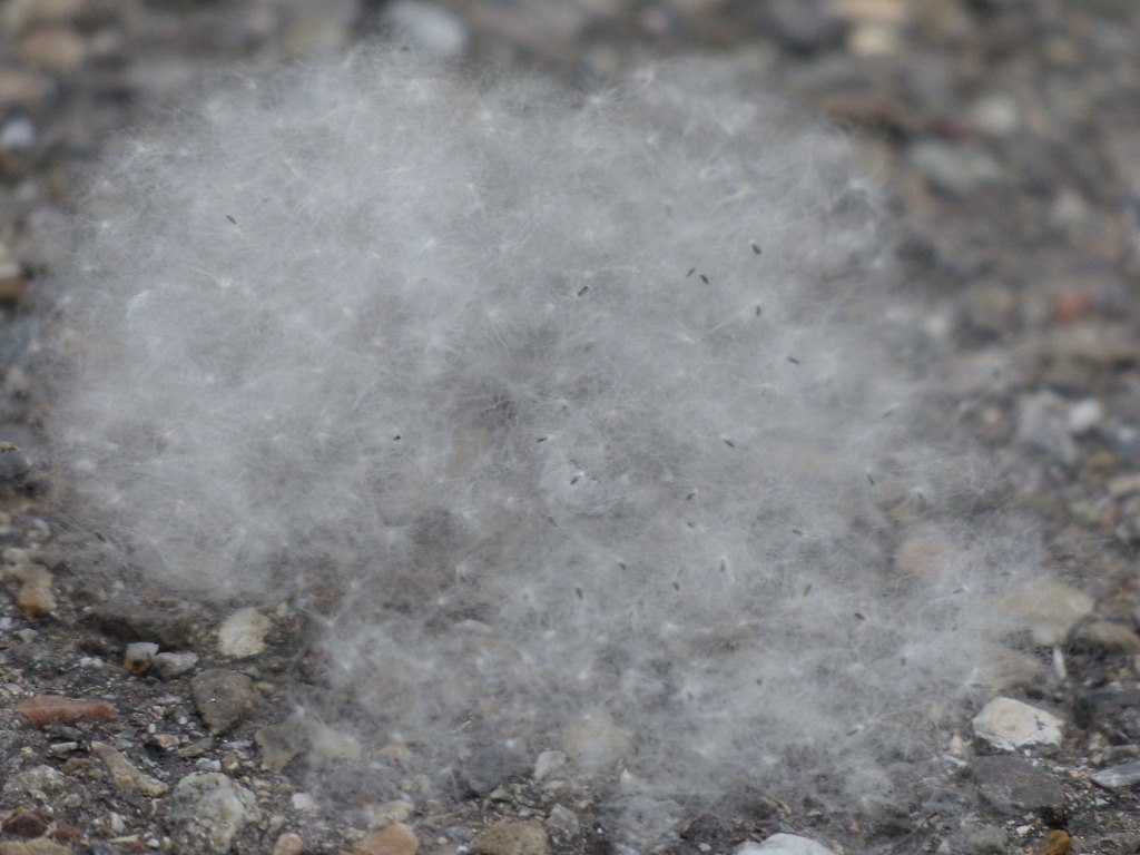 Генетики нашли способ избавить тополя от пуха