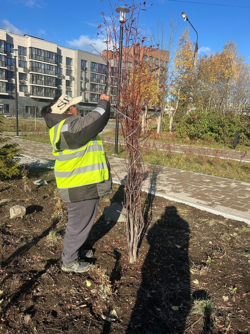 Наводим красоту в городе!. На этой неделе наши коммунальные службы продолжают трудиться над уютом города в преддверии морозов: Убирают сезонные цветы Наводим красоту в городе!. На этой неделе наши коммунальные службы продолжают трудиться над уютом города в преддверии морозов: Убирают сезонные цветы
