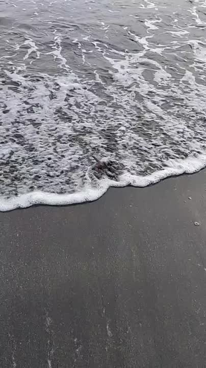 Курильские острова, Кунашир