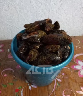 Побережье в Невельске после шторма забросало мидиями