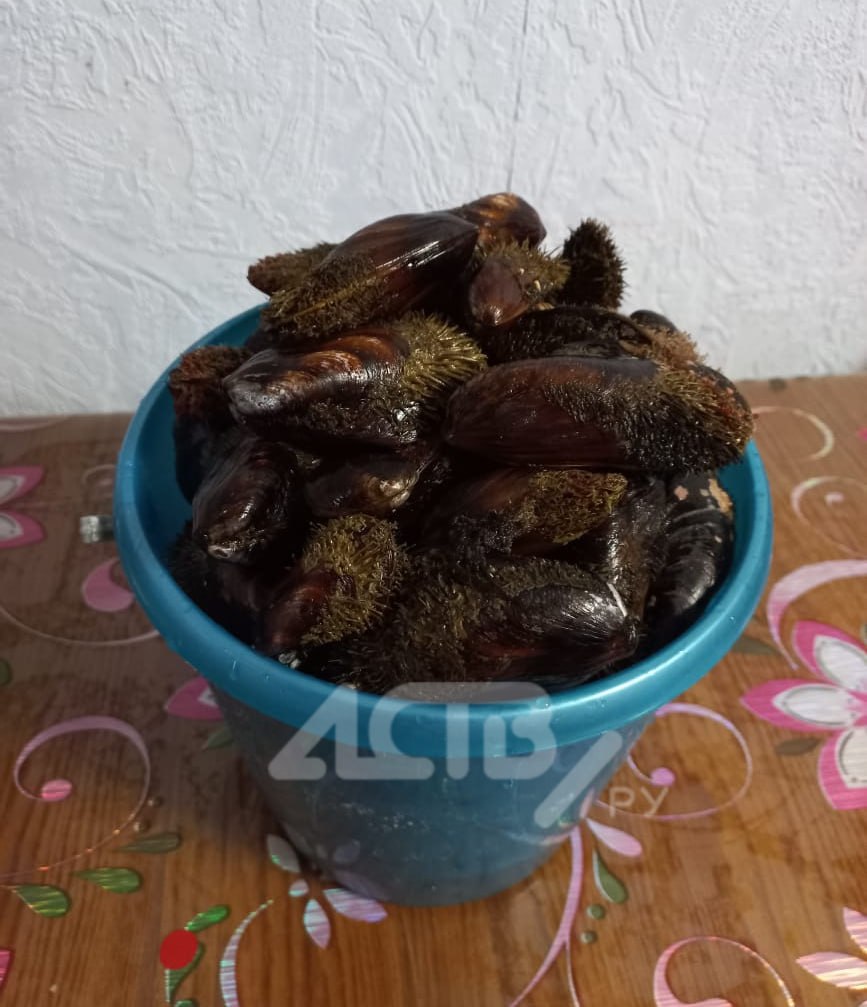 Побережье в Невельске после шторма забросало мидиями