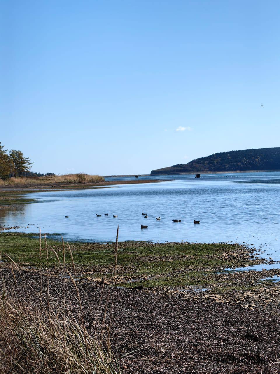 На Сахалине завершается сезон охоты на пернатую болотную дичь