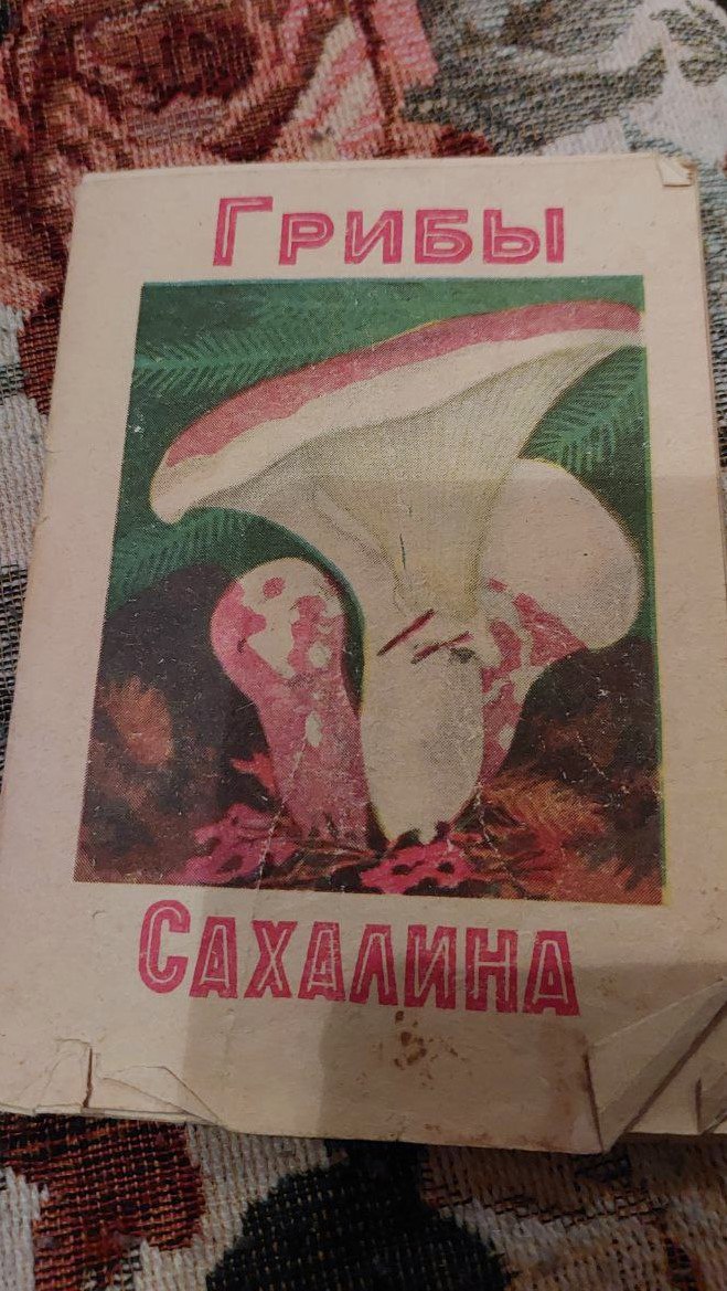 Грибной сезон с первым снегом на Сахалине не заканчивается Грибной сезон с первым снегом на Сахалине не заканчивается