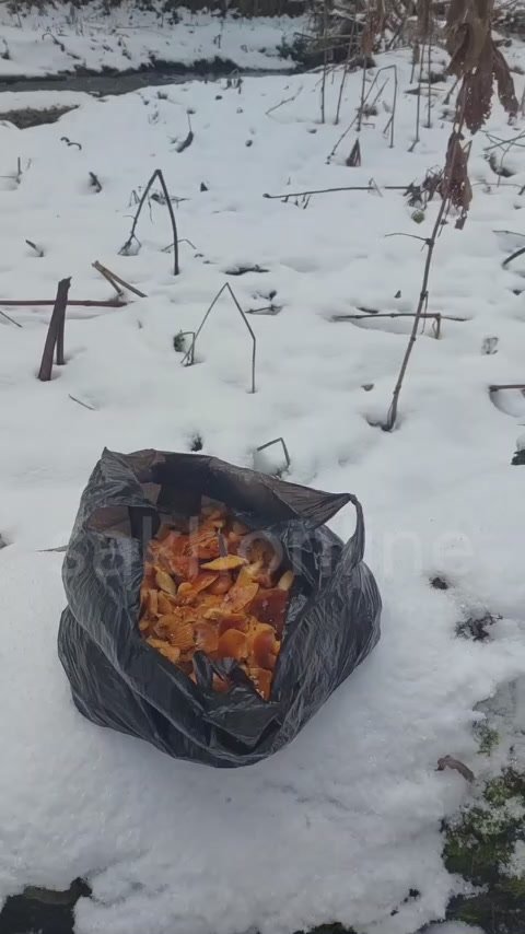 Грибной сезон с первым снегом на Сахалине не заканчивается