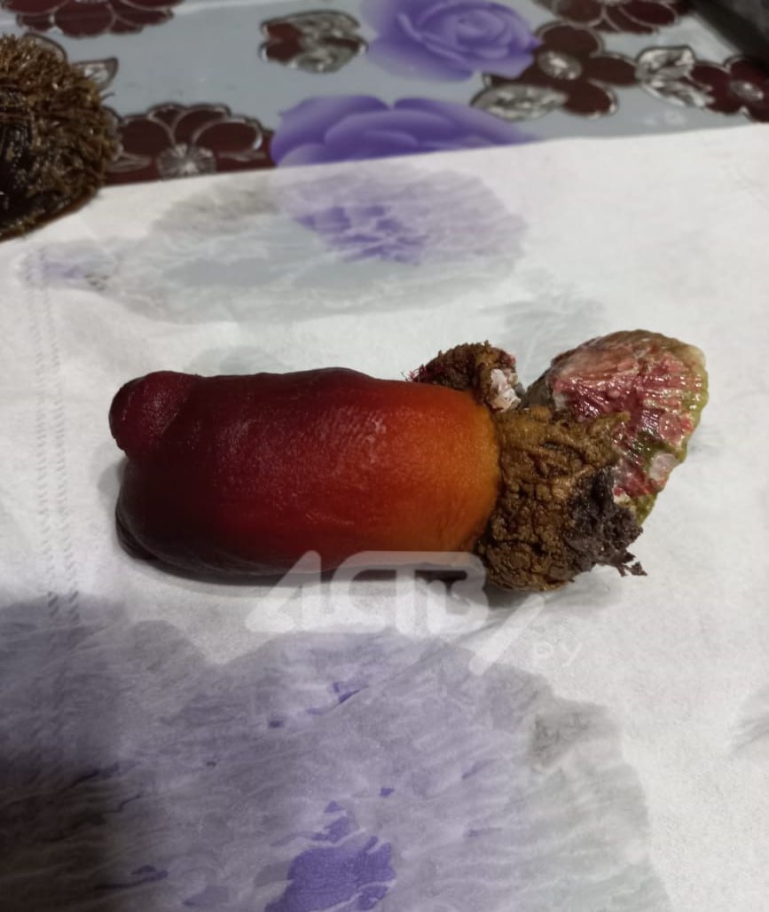 Побережье в Невельске после шторма забросало мидиями Побережье в Невельске после шторма забросало мидиями