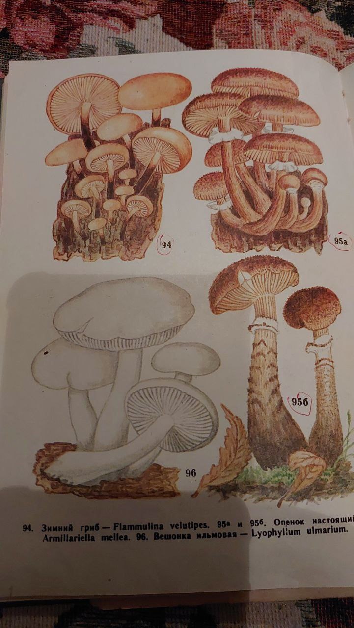Грибной сезон с первым снегом на Сахалине не заканчивается Грибной сезон с первым снегом на Сахалине не заканчивается