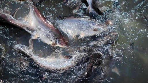 Вылов лососей на Сахалине продлят до конца ноября