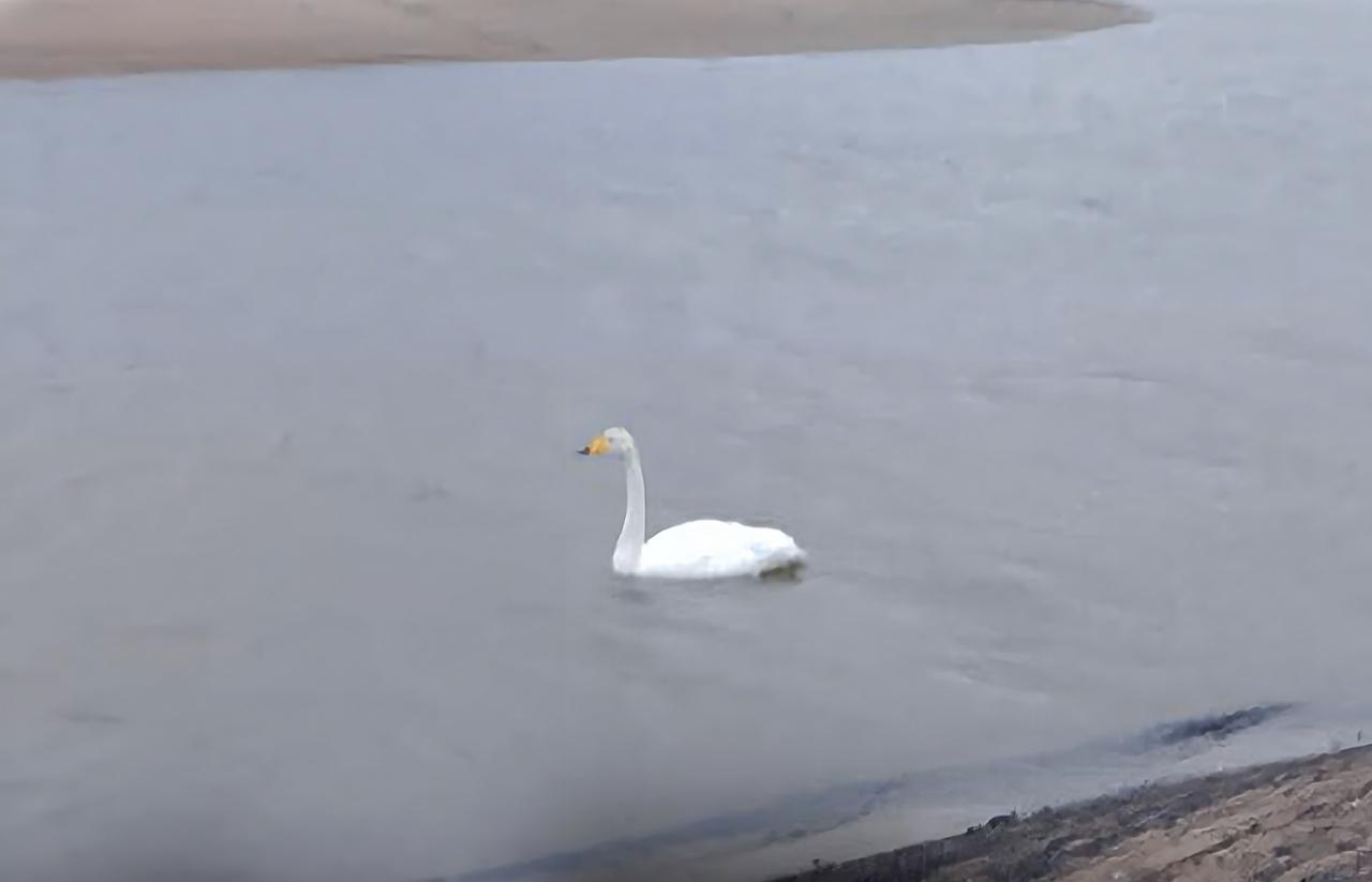 В Александровске-Сахалинском нашли мертвого краснокнижного лебедя