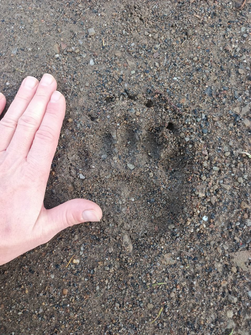 Косолапое семейство бродит по Томари и будоражит местных жителей Косолапое семейство бродит по Томари и будоражит местных жителей