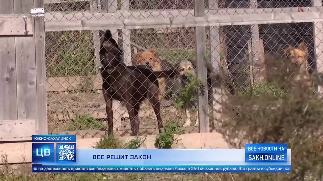 До конца этого областная дума разработает законопроект, который будет регулировать ситуацию с безнадзорными животными