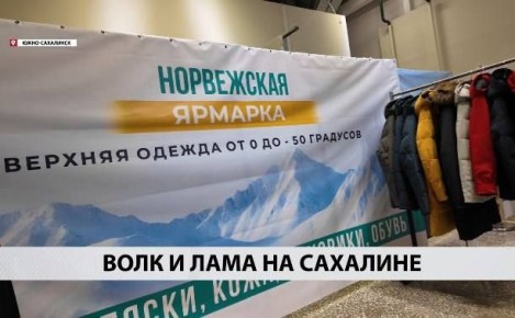 Шубы из ламы и дублёнки из волка: что предлагает норвежская выставка сахалинцам