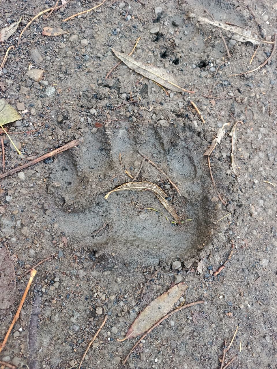 Косолапое семейство бродит по Томари и будоражит местных жителей Косолапое семейство бродит по Томари и будоражит местных жителей