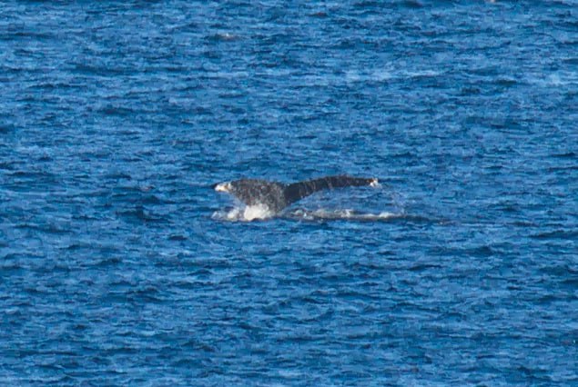 Редкий горбач замечен в акватории Кунашира Редкий горбач замечен в акватории Кунашира