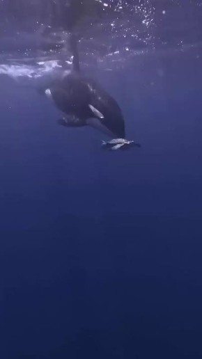 Доброе утро!. Сегодня День сурдопереводчика В этот день родились английский поэт Джон Китс (1795 — 1821), русский шахматист Александр Алехин (1892 — 1946), российский актёр театра и кино Анатолий Папанов (1922 — 1987)...