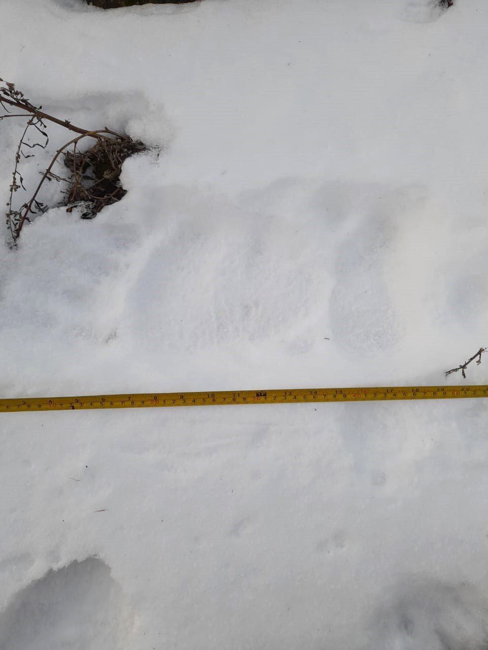 Медведи продолжают гулять по сахалинским городам и весям Медведи продолжают гулять по сахалинским городам и весям