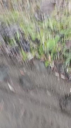 Косолапое семейство бродит по Томари и будоражит местных жителей