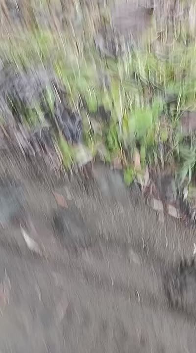 Косолапое семейство бродит по Томари и будоражит местных жителей