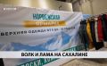 Шубы из ламы и дублёнки из волка: что предлагает норвежская выставка сахалинцам