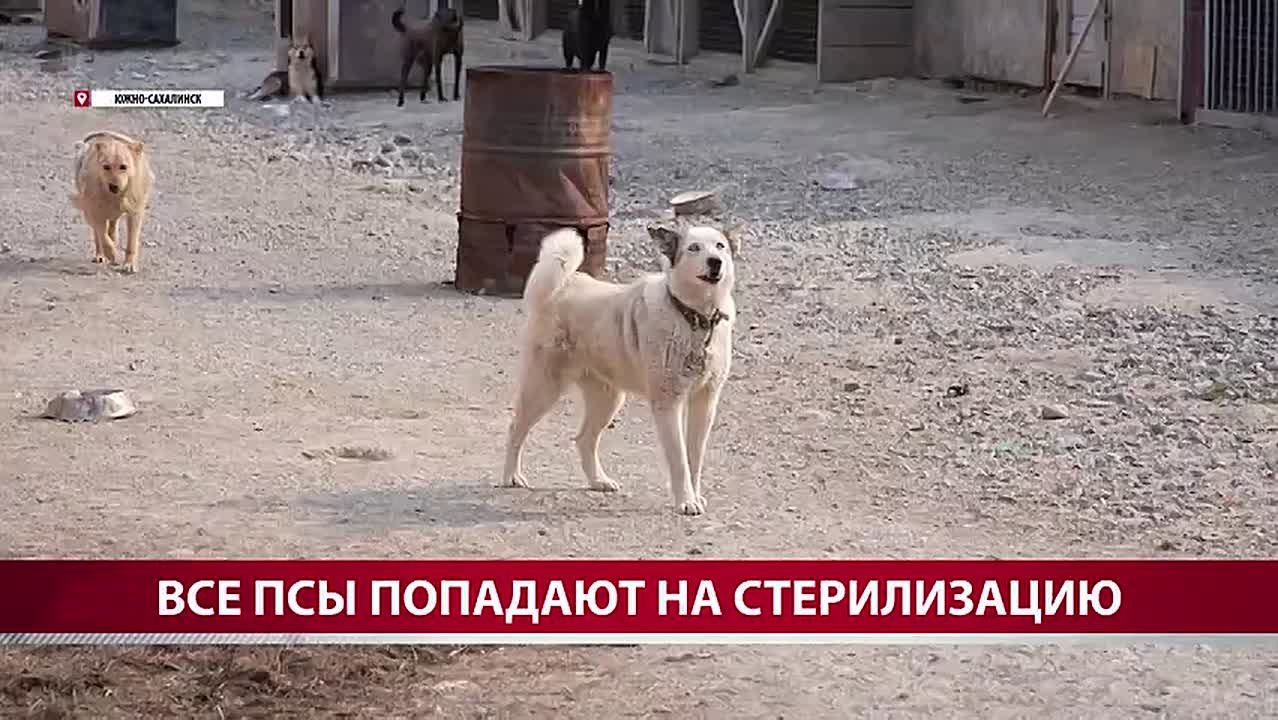 На Сахалине предлагают обновить меры по решению проблемы безнадзорности хвостатых