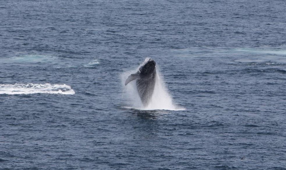 Редкий горбач замечен в акватории Кунашира