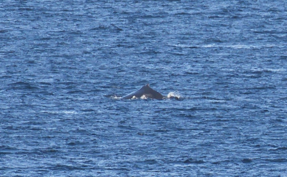 Редкий горбач замечен в акватории Кунашира Редкий горбач замечен в акватории Кунашира