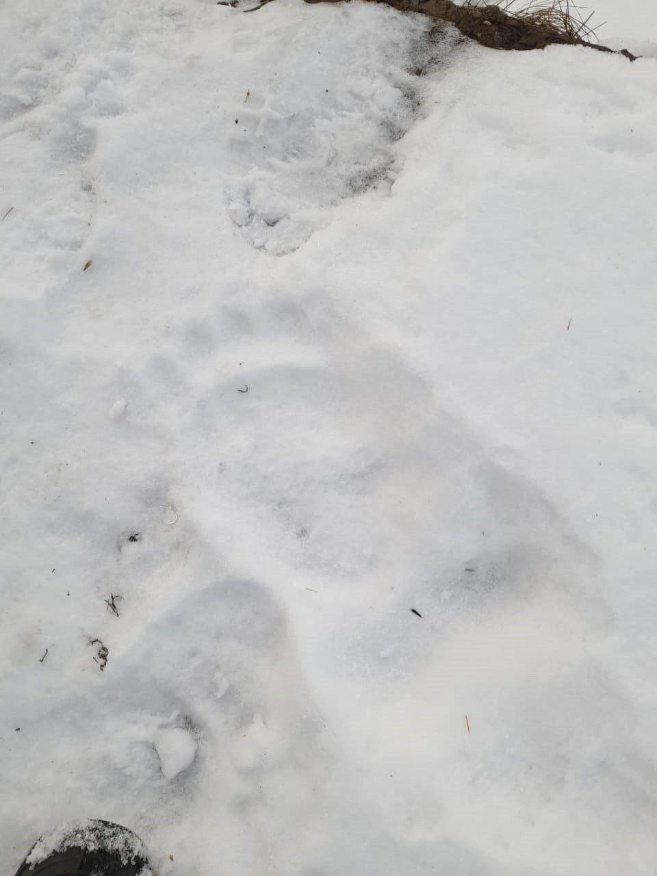 Медведи продолжают гулять по сахалинским городам и весям Медведи продолжают гулять по сахалинским городам и весям