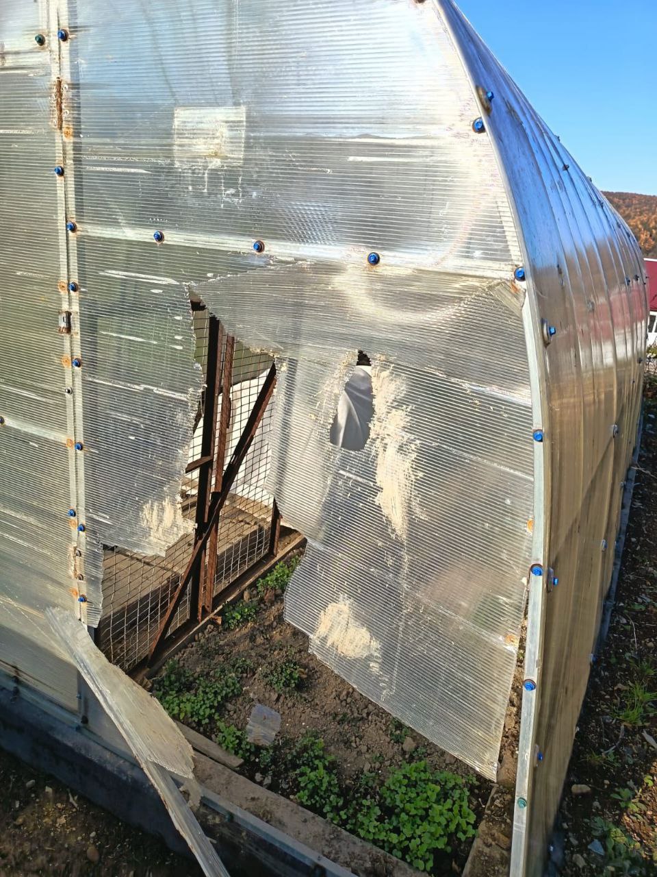 Медведи продолжают гулять по сахалинским городам и весям Медведи продолжают гулять по сахалинским городам и весям