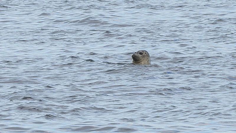 Подготовку к благоустройству начали на мысе Великан на Сахалине Подготовку к благоустройству начали на мысе Великан на Сахалине