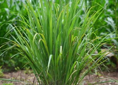 Как создать естественный барьер от комаров с помощью трав – простые советы