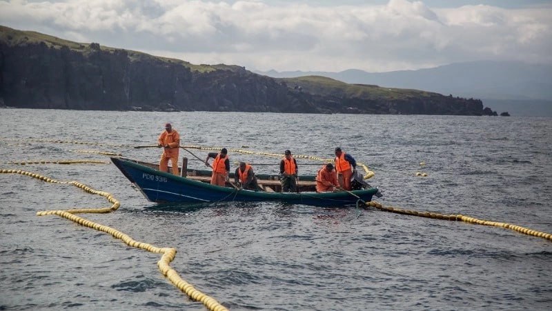 Вылов красной рыбы в Сахалинской области скоро официально завершится на Южных Курилах
