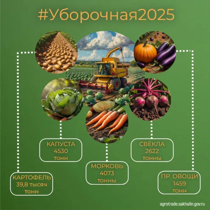 Почти 40 тысяч тонн картофеля собрали в Сахалинской области