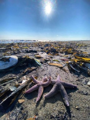 Побережье Анивы засыпало морскими обитателями