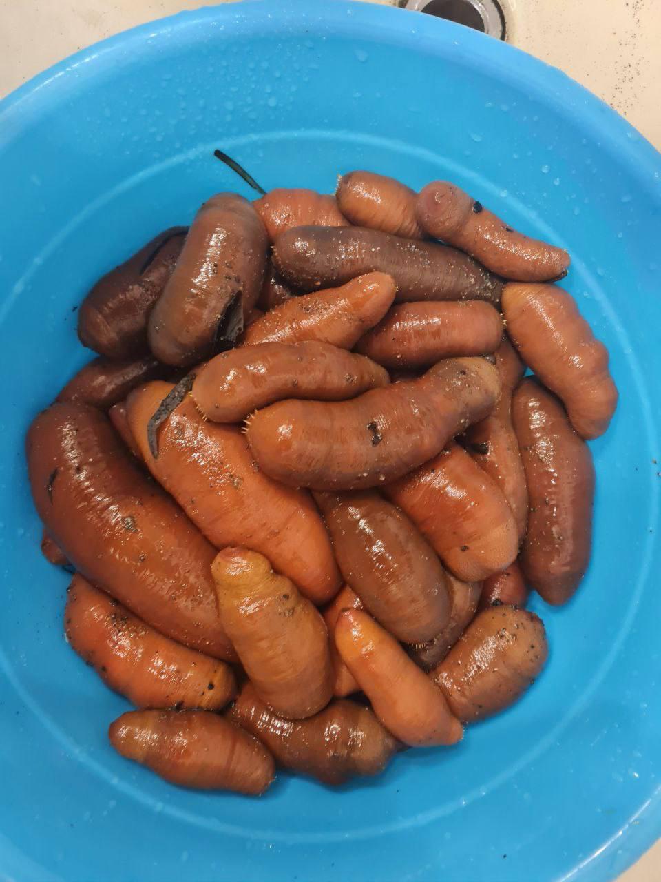 Сахалинец насобирал таз моллюсков после шторма